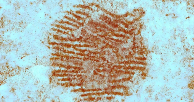“World’s Oldest Human Fingerprint Discovered — Left by a Neanderthal 43,000 Years Ago”